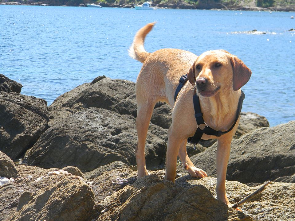 Lizzy (Labrador, Magyar Vizsla) Labrador Magyar Vizsla 